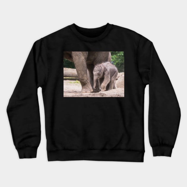 Baby elephant takes his first steps Crewneck Sweatshirt by Dolfilms